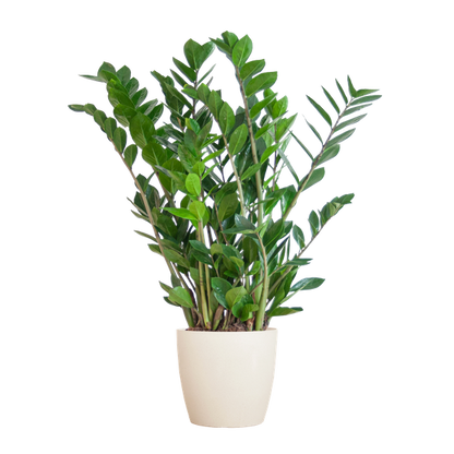 Zamioculcas Zamiifolia met Viber wit - 80cm - Ø21