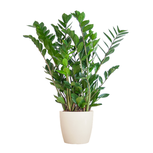 Zamioculcas Zamiifolia met Viber wit - 80cm - Ø21