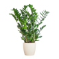 Zamioculcas Zamiifolia met Viber wit - 80cm - Ø21
