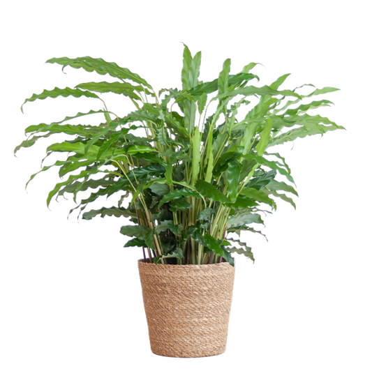 Calathea Rufibarba met Sofia mand naturel - 55cm - Ø17