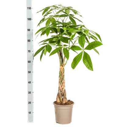 Pachira Aquatica Ø21cm - ↕100cm