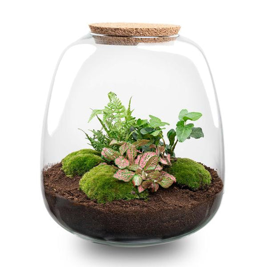 Plant terrarium - Emma - DIY kit - ↑ 25 cm - Ø 23 cm - Hedera Pink