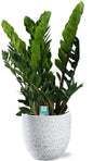 Zamioculcas Zamiifolia - Ø21cm - ↕80cm + Tim Pot D24x22cm - Wit