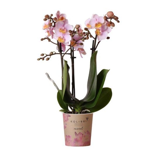 Kolibri Orchids | Roze phalaenopsis orchidee - Andorra - potmaat Ø9cm | bloeiende kamerplant - vers van de kweker