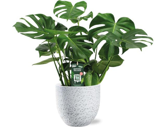 Monstera Deliciosa - Ø21cm - ↕65cm + Tim Pot D24x22cm - Wit