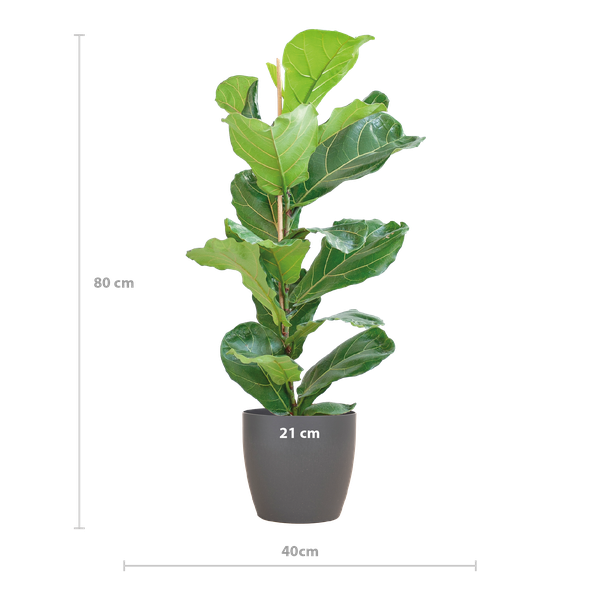 Ficus Lyrata met Viber pot grijs - 80cm - Ø21