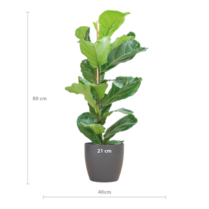 Ficus Lyrata met Viber pot grijs - 80cm - Ø21