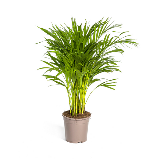 Dypsis Areca Lutescens Ø19cm - ↕90cm