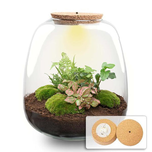 Plant terrarium - Emma - DIY kit - ↑ 25 cm - Ø 23 cm - Hedera Pink + LED