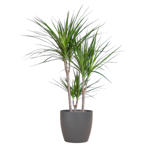 Dracaena Marginata met Viber pot grijs - 95cm - Ø21