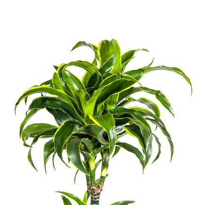 Dracaena Deremensis Dorado Ø27cm - ↕180cm