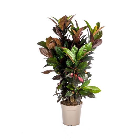 Codiaeum 'Croton' Iceton Ø24cm - ↕90-100cm