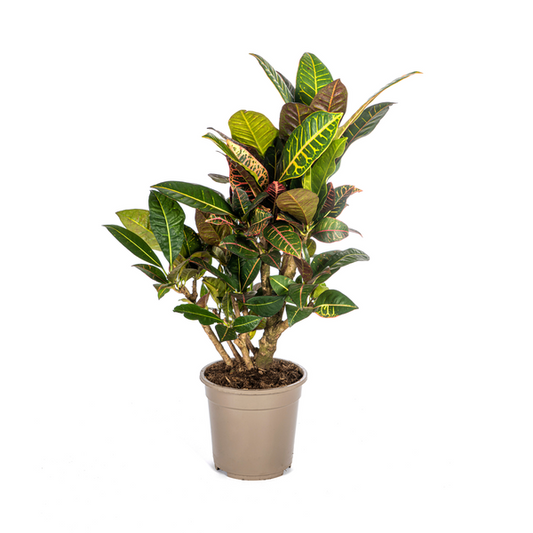 Codiaeum 'Croton' Petra Ø21cm - ↕70-80cm