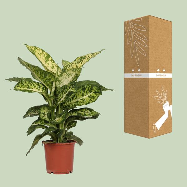 Dieffenbachia Mars - Ø17cm - ↕50cm