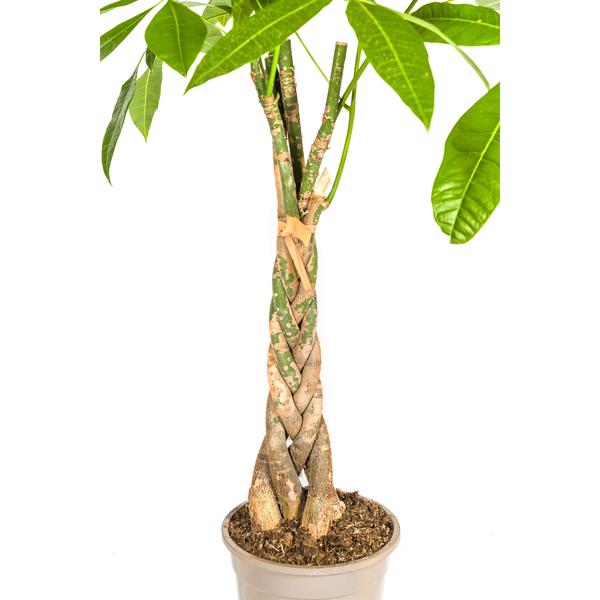 Pachira Aquatica Ø21cm - ↕100cm