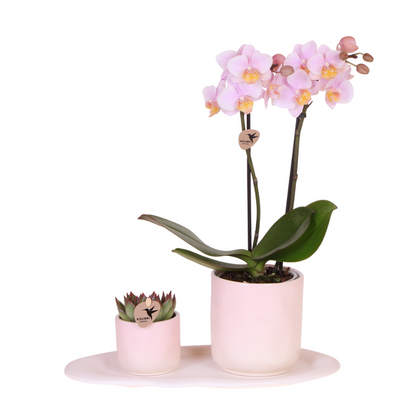 Kolibri Company | Plantenset Valentijn 'Gradience Pink' | Roze Phalaenopsis Orchidee Andorra en Succulent incl. keramieken sierpotten