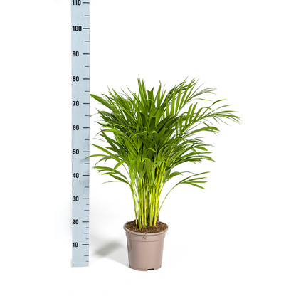 Dypsis Areca Lutescens Ø19cm - ↕90cm