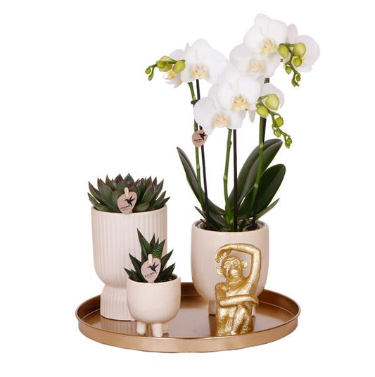 Kolibri Company | Gift set Luxury Living | Plantenset met witte Phalaenopsis Orchidee en Succulenten incl. keramieken sierpotten