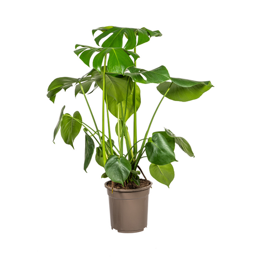 Monstera Deliciosa Tauerii Ø21cm - ↕80cm