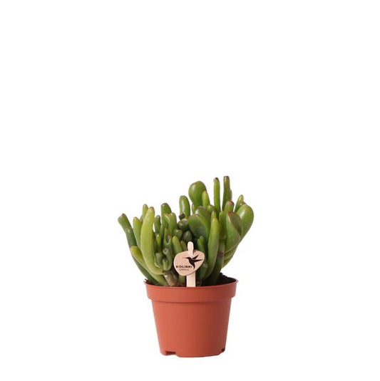 Kolibri Greens | Groene plant - Succulent Crassula Hobbit - potmaat Ø6cm - groene kamerplant - vers van de kweker