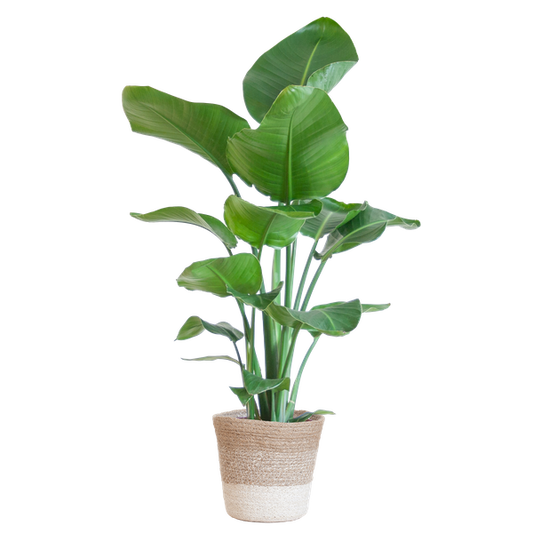 Strelitzia Nicolai met Lissabon mand wit - 80cm - Ø19