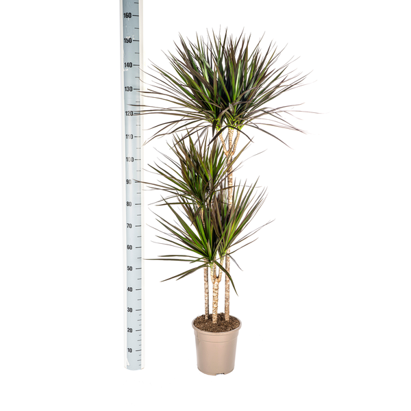 Dracaena Marginata Magenta Ø24cm - ↕140cm