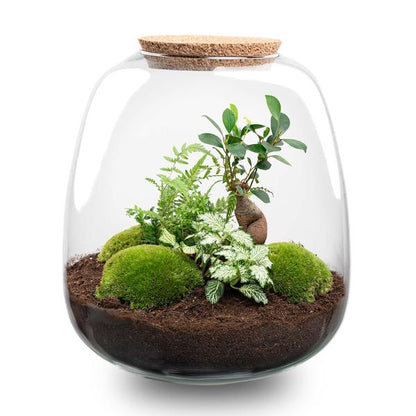 Plant terrarium - Emma - DIY kit - ↑ 25 cm - Ø 23 cm - Bonsai White + LED