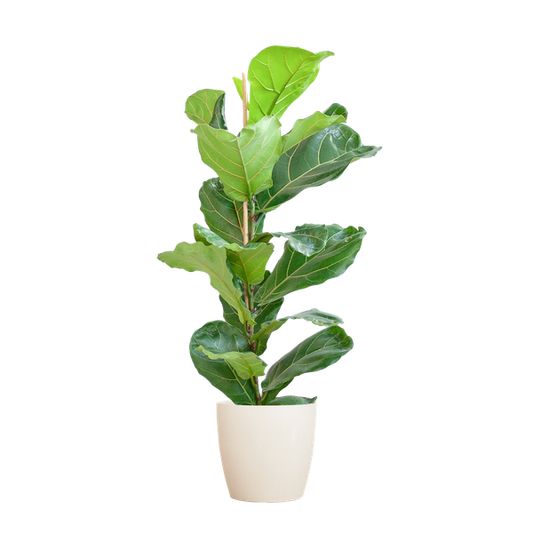 Ficus Lyrata met Viber pot wit - 80cm - Ø21