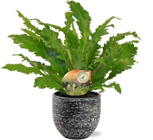 Asplenium Campio - Ø17cm - ↕50cm + Tim Pot D18x16cm - Zwart Wit