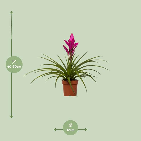 Tillandsia Amira - Ø12cm - ↕45cm