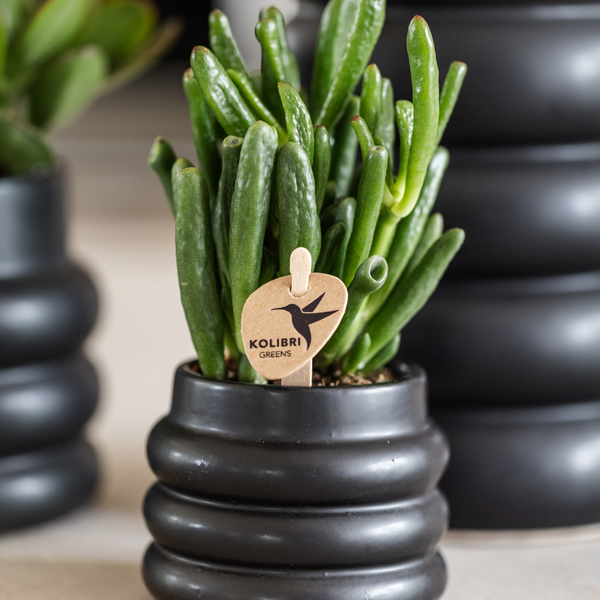 Kolibri Greens | Groene plant - Succulent Crassula Hobbit - potmaat Ø6cm - groene kamerplant - vers van de kweker