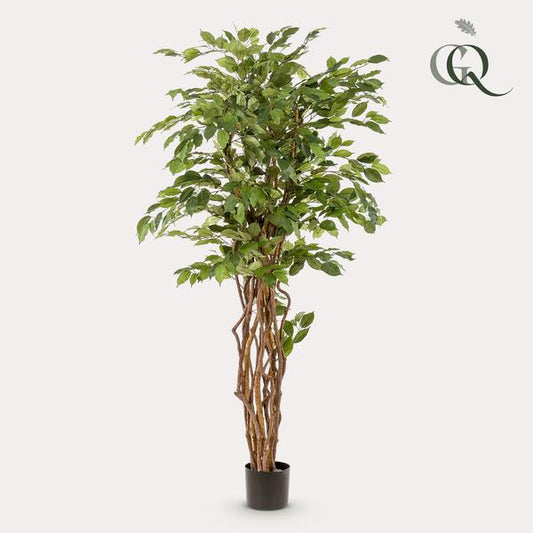 kunstplant - Ficus liana  - Vioolbladplant - 170cm