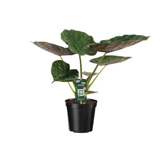 Alocasia Wentii - Olifantsoor - Ø19cm - ↕70cm