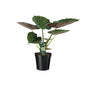 Alocasia Wentii - Olifantsoor - Ø19cm - ↕70cm