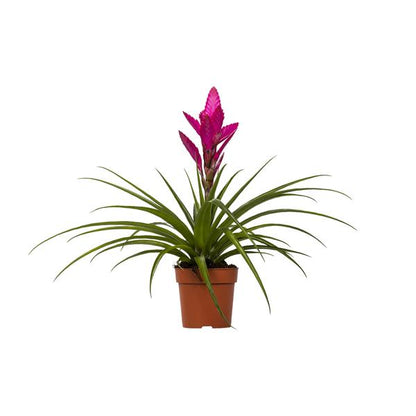 Tillandsia Amira - Ø12cm - ↕45cm