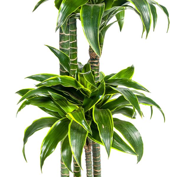 Dracaena Deremensis Dorado Ø27cm - ↕180cm