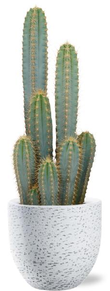 Pilosocereus Azureus - Ø21cm - ↕55cm + Tim Pot D24x22cm - Wit