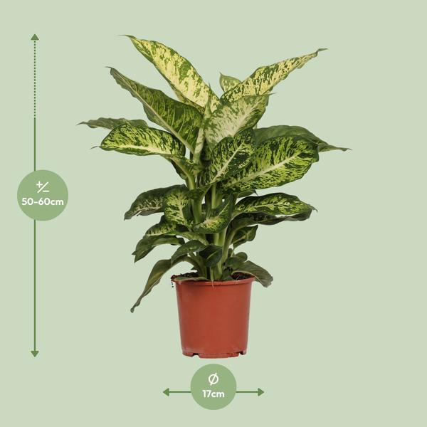 Dieffenbachia Mars - Ø17cm - ↕50cm