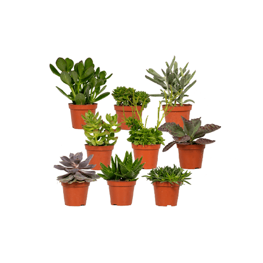 Succulenten Mix - 18 stuks - 10 cm - Ø8,5