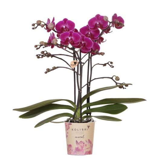 Kolibri Orchids | Paarse phalaenopsis orchidee - Morelia - potmaat Ø9cm | bloeiende kamerplant - vers van de kweker