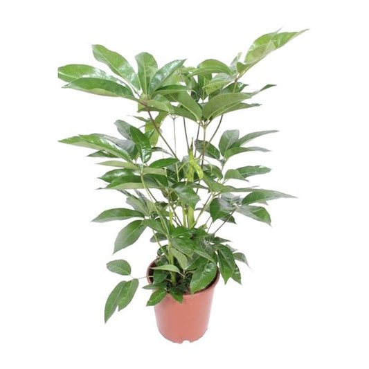 Schefflera Actinophylla Amate - Ø24cm - ↕100cm