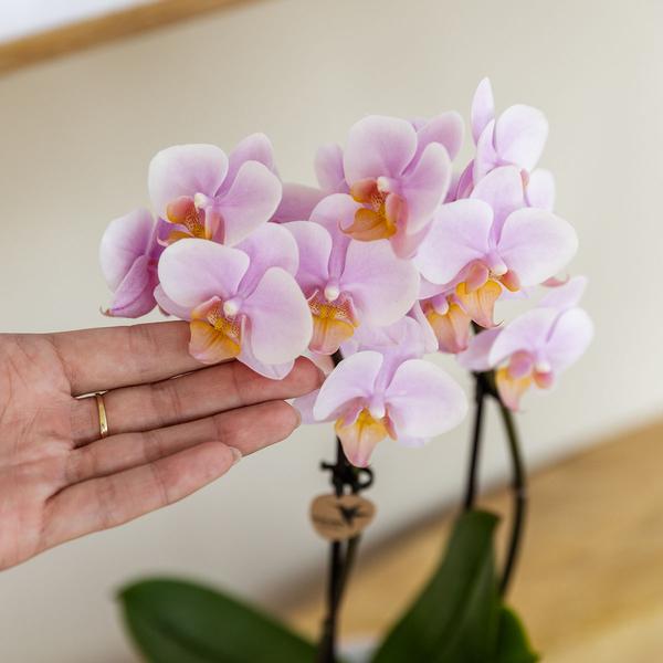 Kolibri Company | Plantenset Valentijn 'Gradience Pink' | Roze Phalaenopsis Orchidee Andorra en Succulent incl. keramieken sierpotten