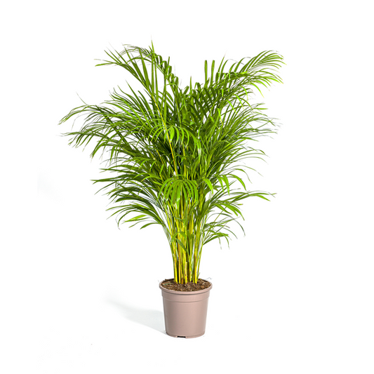 Dypsis Areca Lutescens Ø24cm - ↕130cm