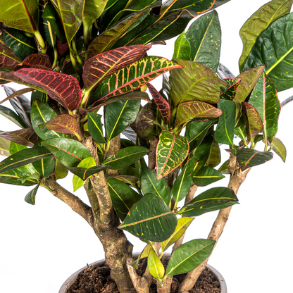 Codiaeum 'Croton' Petra Ø21cm - ↕70-80cm