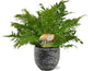 Blechnum Silver Lady - Ø17cm - ↕50cm + Tim Pot D18x16cm - Zwart Wit