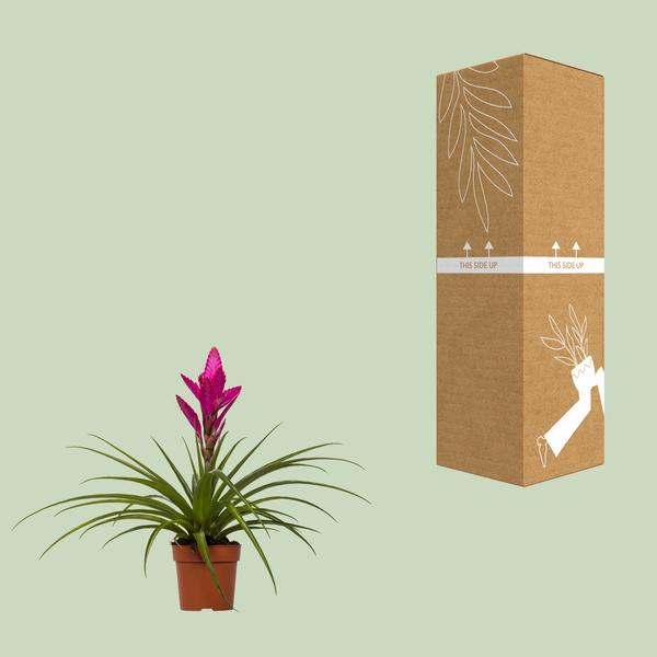 Tillandsia Amira - Ø12cm - ↕45cm