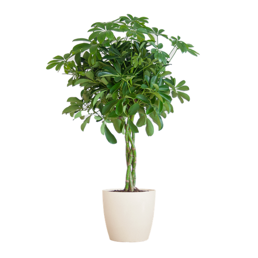 Schefflera Arab Nora met Viber wit  - 70cm - Ø21