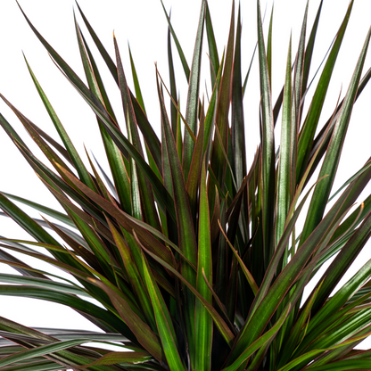 Dracaena Marginata Magenta Ø24cm - ↕140cm