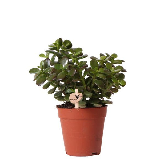 Kolibri Greens | Groene plant - Succulent Crassula Minor - potmaat Ø9cm - groene kamerplant - vers van de kweker