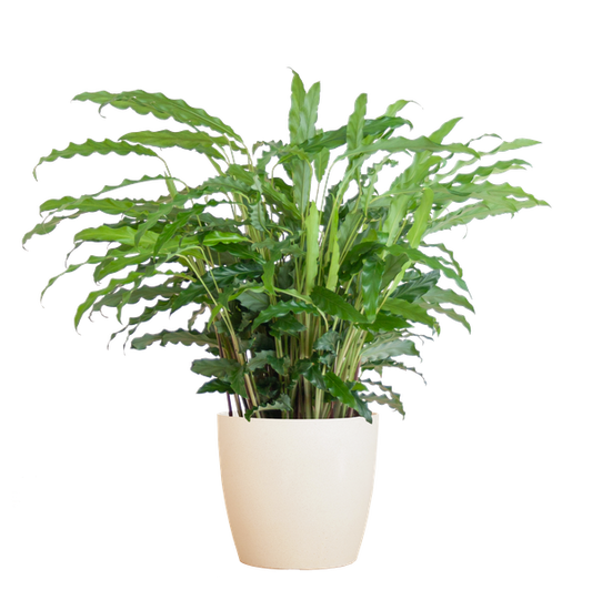 Calathea Rufibarba met Viber wit - 55cm - Ø17